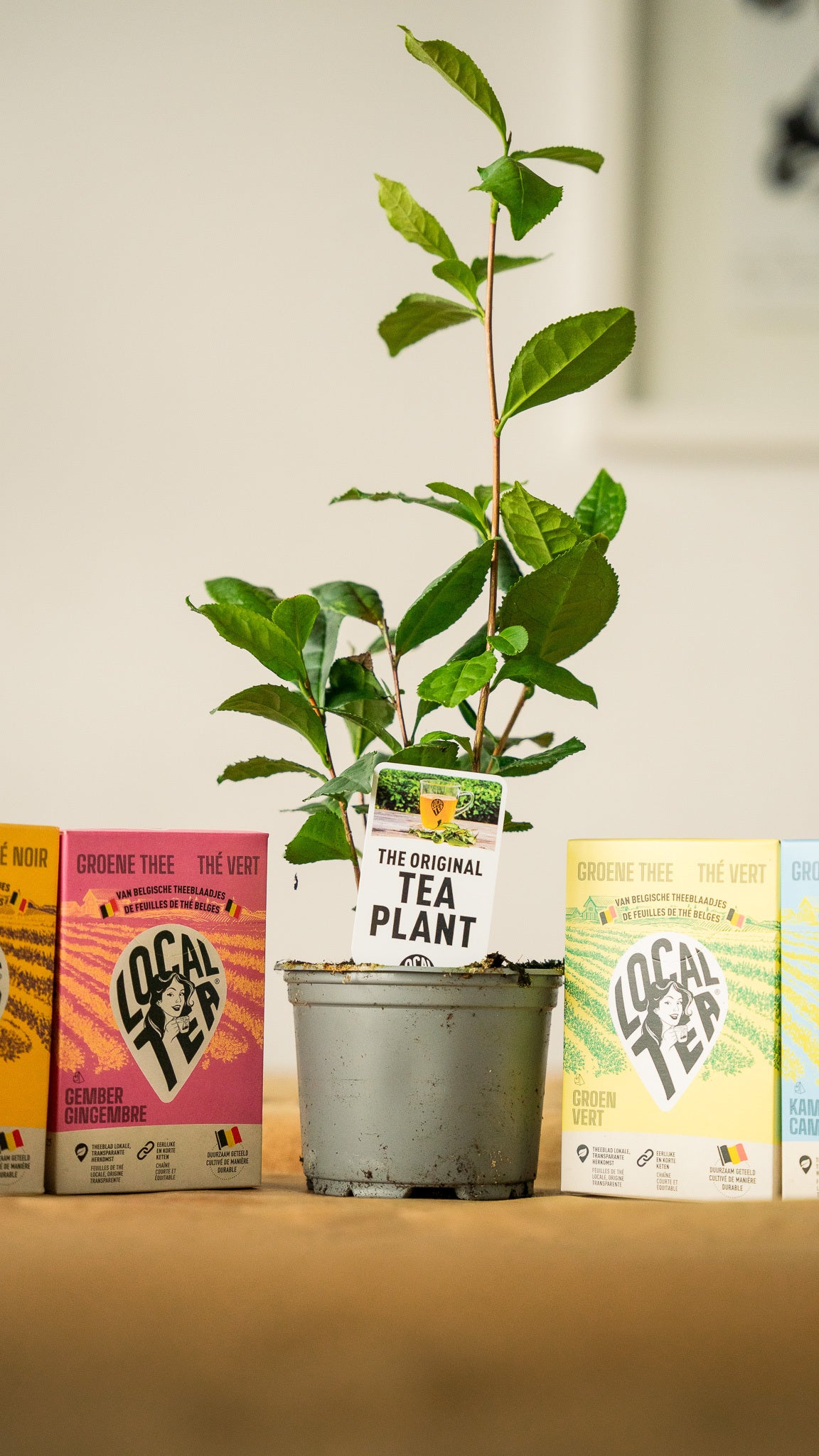 Tea Plant